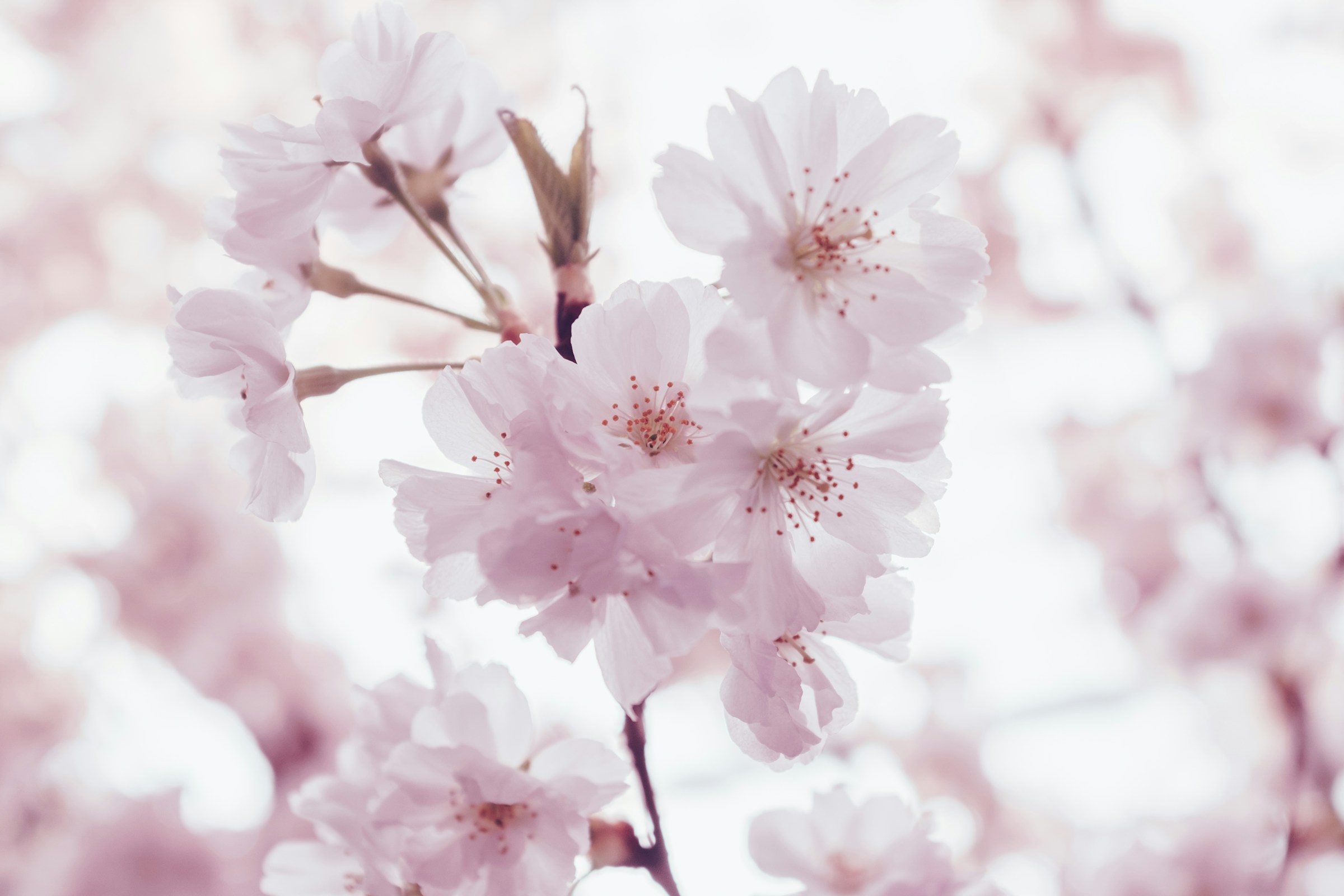 Where to See Cherry Blossom Trees in Victoria